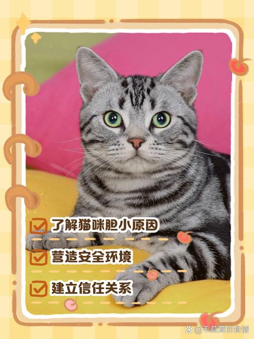 猫咪胆子小怎么办,猫咪胆子特别小-第1张图片-后鲨宠物 猫咪胆子小怎么办,猫咪胆子特别小-第1张图片-后鲨宠物