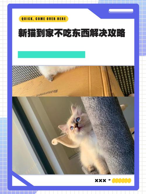 猫咪胆子小怎么办,猫咪胆子特别小-第4张图片-后鲨宠物 猫咪胆子小怎么办,猫咪胆子特别小-第4张图片-后鲨宠物