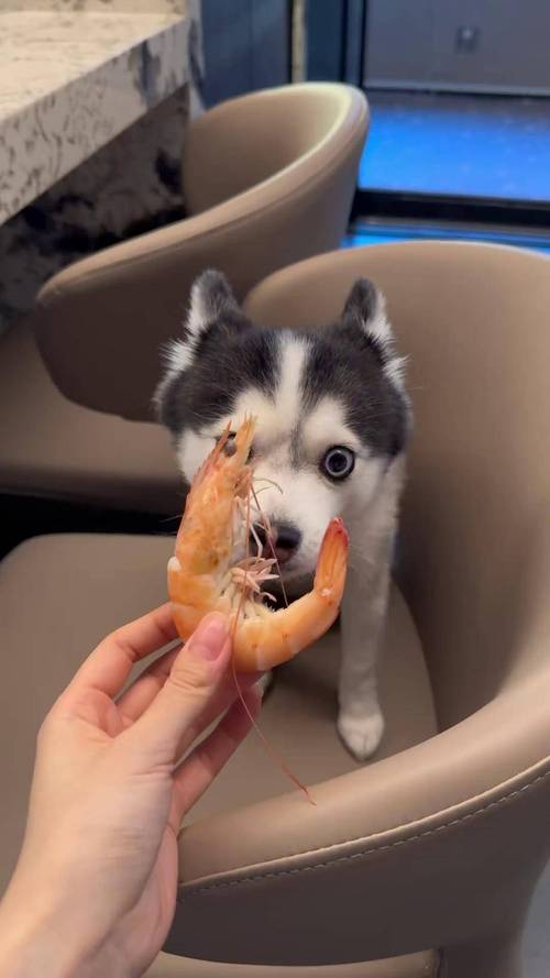  狗狗可以吃虾仁吗，狗狗能吃虾仁嘛-第3张图片-后鲨宠物