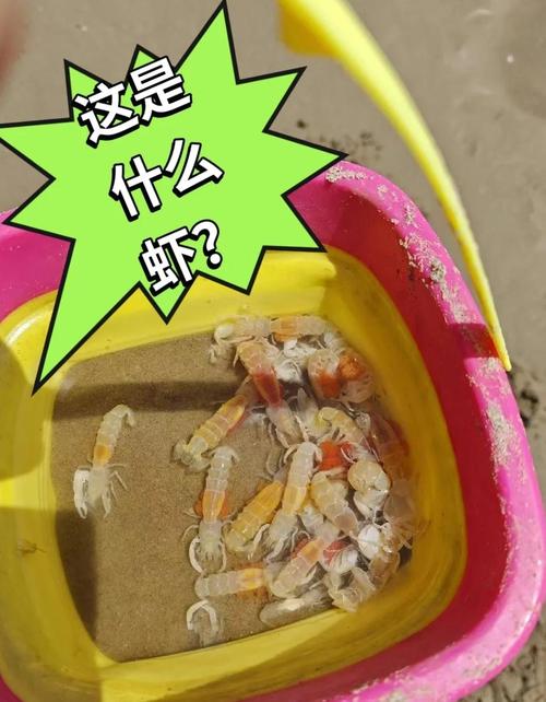  狗狗可以吃虾仁吗，狗狗能吃虾仁嘛-第5张图片-后鲨宠物