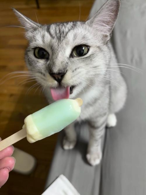 猫咪能吃雪糕吗,猫可以吃雪糕冰淇淋吗巧克力味的-第2张图片-后鲨宠物 猫咪能吃雪糕吗,猫可以吃雪糕冰淇淋吗巧克力味的-第2张图片-后鲨宠物