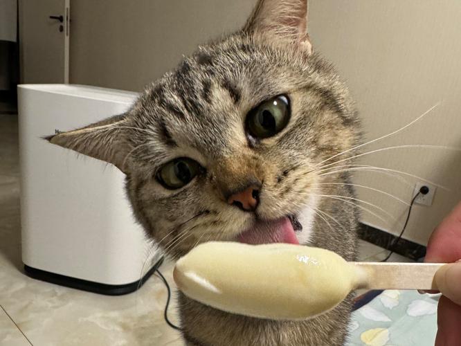 猫咪能吃雪糕吗,猫可以吃雪糕冰淇淋吗巧克力味的-第6张图片-后鲨宠物 猫咪能吃雪糕吗,猫可以吃雪糕冰淇淋吗巧克力味的-第6张图片-后鲨宠物