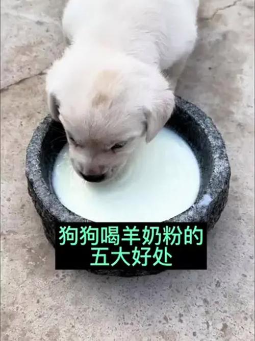 狗狗拉肚子能喝羊奶吗_狗狗拉稀了可以喝羊奶吗
