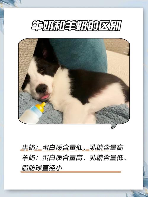 狗狗拉肚子能喝羊奶吗_狗狗拉稀了可以喝羊奶吗-第3张图片-后鲨宠物 狗狗拉肚子能喝羊奶吗_狗狗拉稀了可以喝羊奶吗-第3张图片-后鲨宠物