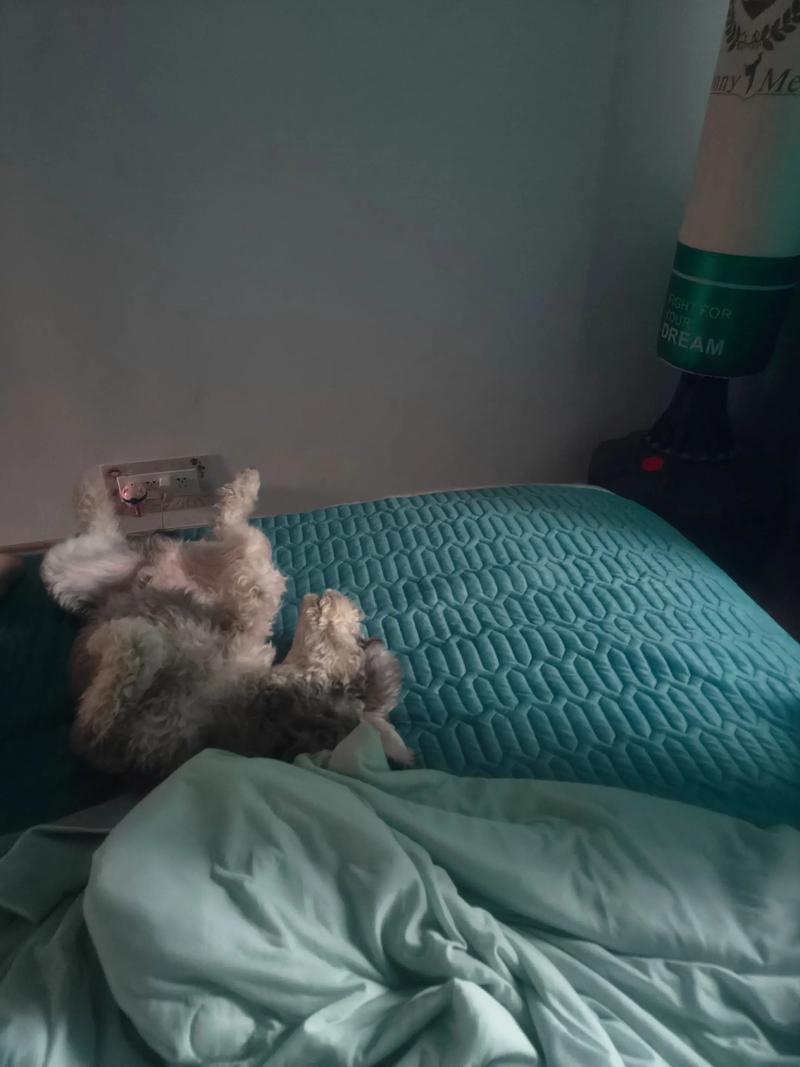 狗狗不睡觉怎么办,狗都不睡觉?-第2张图片-后鲨宠物 狗狗不睡觉怎么办,狗都不睡觉?-第2张图片-后鲨宠物