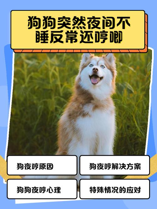 狗狗不睡觉怎么办,狗都不睡觉?-第5张图片-后鲨宠物 狗狗不睡觉怎么办,狗都不睡觉?-第5张图片-后鲨宠物