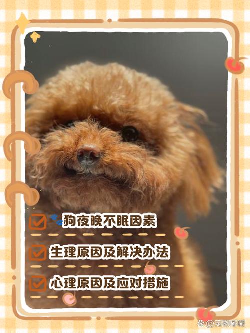 狗狗不睡觉怎么办,狗都不睡觉?-第6张图片-后鲨宠物 狗狗不睡觉怎么办,狗都不睡觉?-第6张图片-后鲨宠物