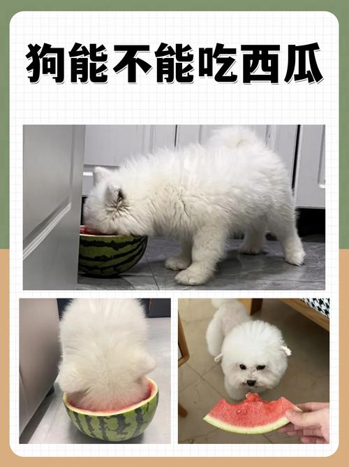 狗狗能吃西瓜皮吗,狗狗能吃西瓜皮吗为什么?-第3张图片-后鲨宠物 狗狗能吃西瓜皮吗,狗狗能吃西瓜皮吗为什么?-第3张图片-后鲨宠物