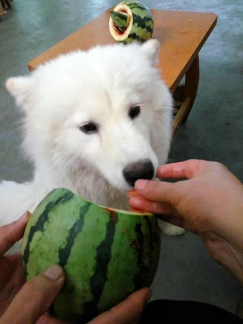 狗狗能吃西瓜皮吗,狗狗能吃西瓜皮吗为什么?-第4张图片-后鲨宠物 狗狗能吃西瓜皮吗,狗狗能吃西瓜皮吗为什么?-第4张图片-后鲨宠物