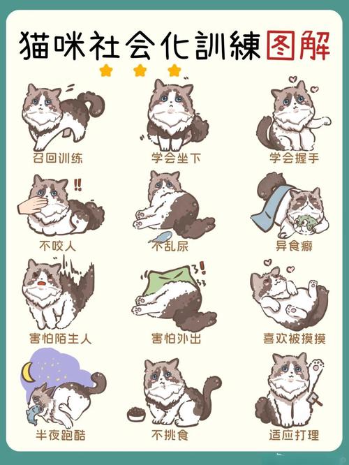 猫咪胆小怎么训练_猫咪胆小怎么训练自己-第2张图片-后鲨宠物 猫咪胆小怎么训练_猫咪胆小怎么训练自己-第2张图片-后鲨宠物