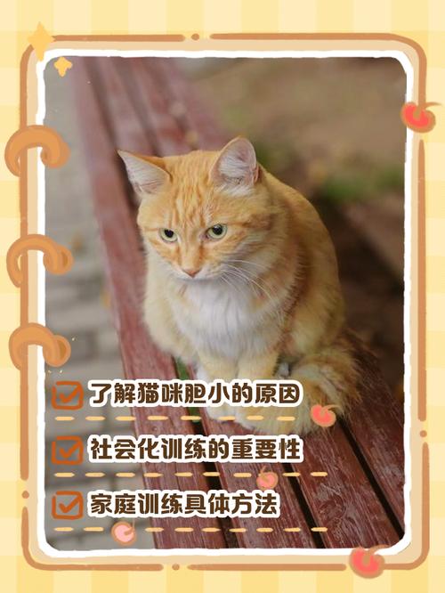 猫咪胆小怎么训练_猫咪胆小怎么训练自己-第3张图片-后鲨宠物 猫咪胆小怎么训练_猫咪胆小怎么训练自己-第3张图片-后鲨宠物