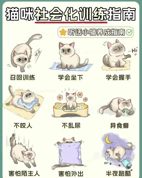 猫咪胆小怎么训练_猫咪胆小怎么训练自己-第5张图片-后鲨宠物 猫咪胆小怎么训练_猫咪胆小怎么训练自己-第5张图片-后鲨宠物