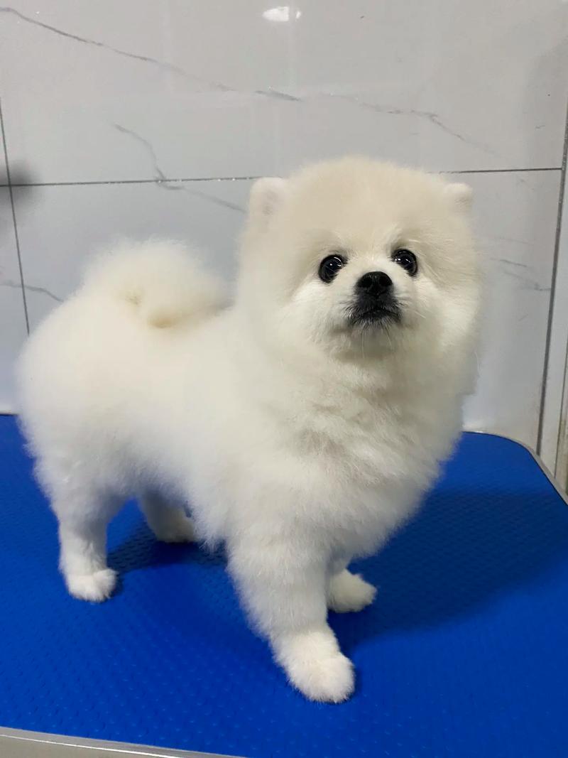 纯白色狗狗品种,纯白色狗有哪些?-第1张图片-后鲨宠物 纯白色狗狗品种,纯白色狗有哪些?-第1张图片-后鲨宠物