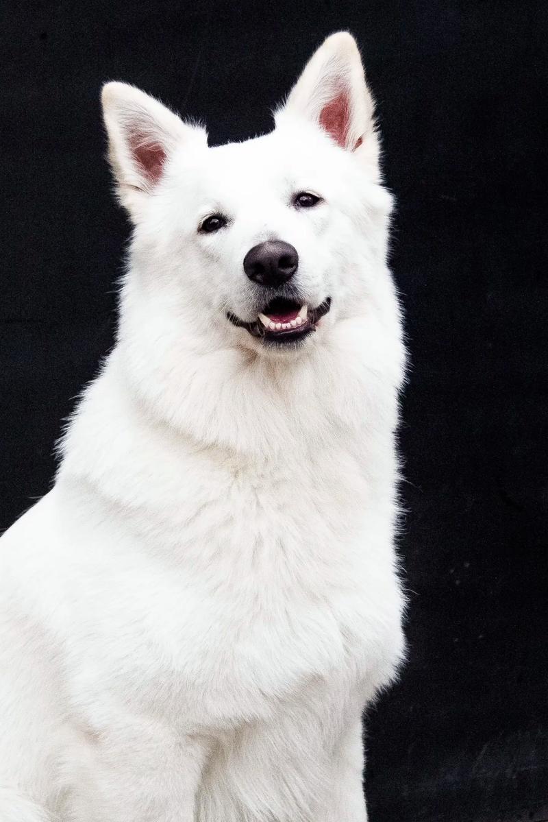 纯白色狗狗品种,纯白色狗有哪些?-第2张图片-后鲨宠物 纯白色狗狗品种,纯白色狗有哪些?-第2张图片-后鲨宠物