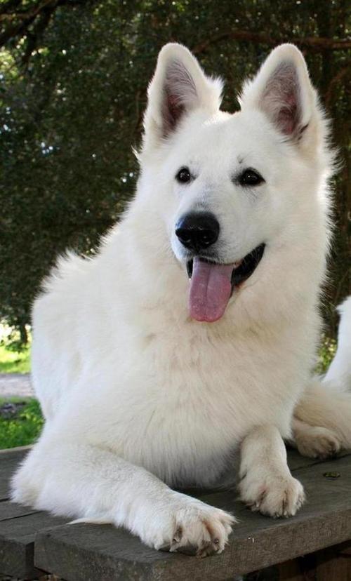 纯白色狗狗品种,纯白色狗有哪些?-第3张图片-后鲨宠物 纯白色狗狗品种,纯白色狗有哪些?-第3张图片-后鲨宠物