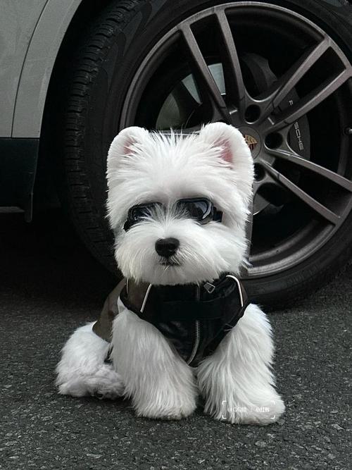 纯白色狗狗品种,纯白色狗有哪些?-第5张图片-后鲨宠物 纯白色狗狗品种,纯白色狗有哪些?-第5张图片-后鲨宠物