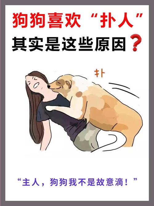如何训练狗狗不扑人,怎样教狗狗不扑人?-第4张图片-后鲨宠物 如何训练狗狗不扑人,怎样教狗狗不扑人?-第4张图片-后鲨宠物