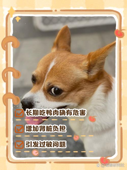  狗狗可以吃鸭肉吗，狗狗可以吃鸭肉吗 烤的