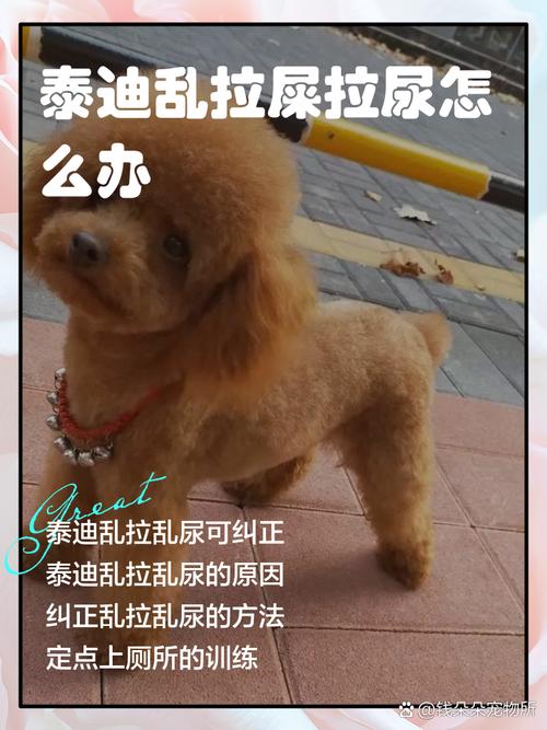  狗狗拉屎怎么办，狗狗软便怎么办最有效的方法-第5张图片-后鲨宠物