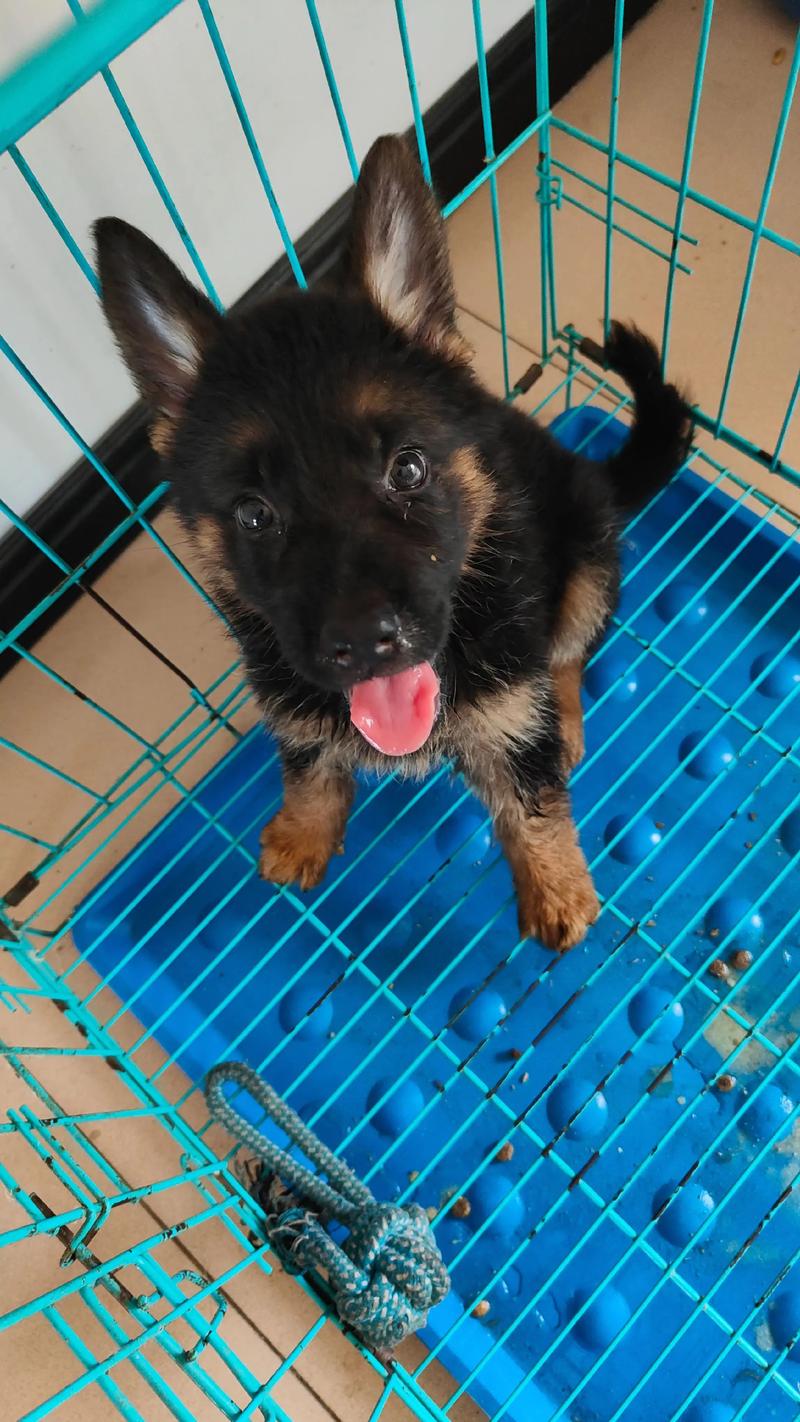 怎么看狗狗多大，怎么看狗狗多大了？