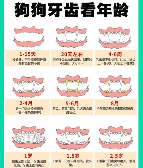 怎么看狗狗多大,怎么看狗狗多大了?-第5张图片-后鲨宠物 怎么看狗狗多大,怎么看狗狗多大了?-第5张图片-后鲨宠物