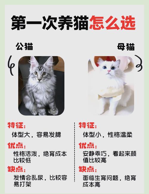 怎么看猫咪是否健康_怎么看猫咪是否健康状态-第3张图片-后鲨宠物 怎么看猫咪是否健康_怎么看猫咪是否健康状态-第3张图片-后鲨宠物