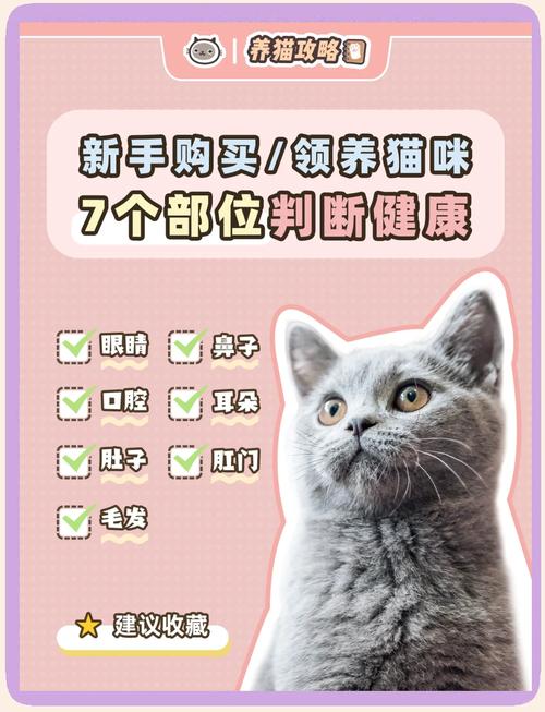 怎么看猫咪是否健康_怎么看猫咪是否健康状态-第6张图片-后鲨宠物 怎么看猫咪是否健康_怎么看猫咪是否健康状态-第6张图片-后鲨宠物