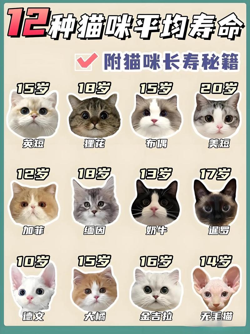 猫咪的寿命多长_猫咪的寿命多长时间-第1张图片-后鲨宠物 猫咪的寿命多长_猫咪的寿命多长时间-第1张图片-后鲨宠物