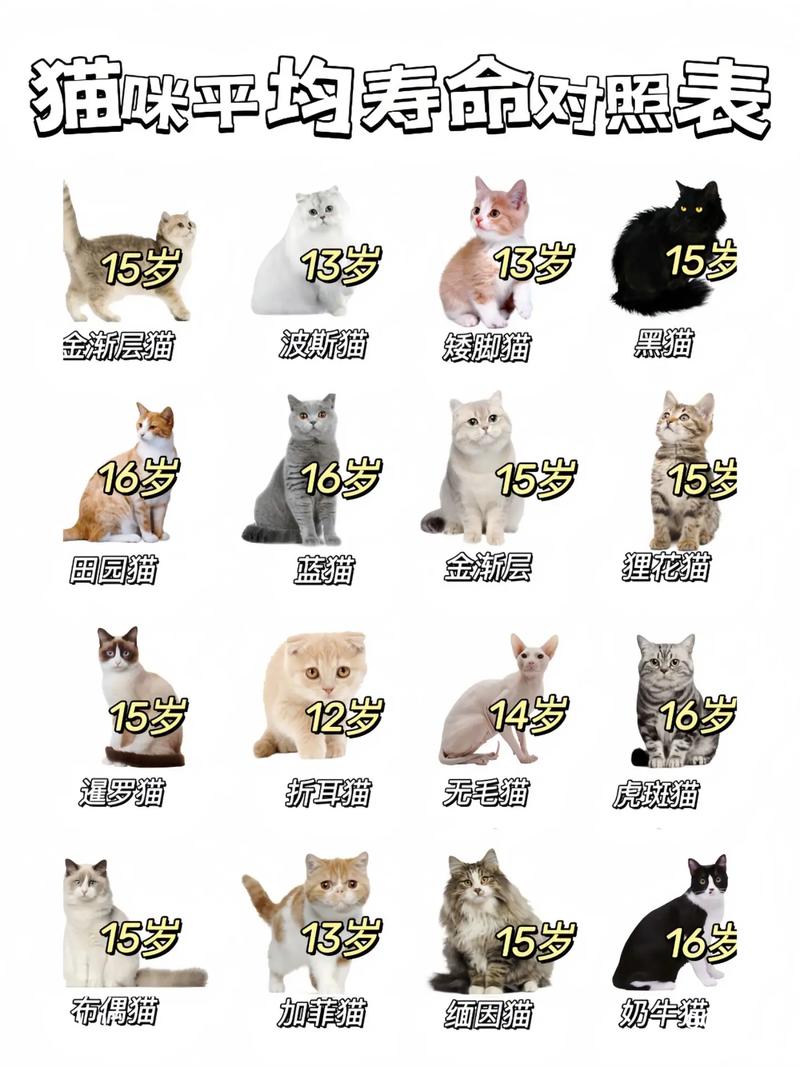 猫咪的寿命多长_猫咪的寿命多长时间-第2张图片-后鲨宠物 猫咪的寿命多长_猫咪的寿命多长时间-第2张图片-后鲨宠物