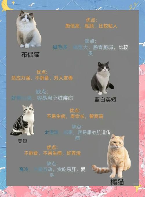 猫咪的寿命多长_猫咪的寿命多长时间-第3张图片-后鲨宠物 猫咪的寿命多长_猫咪的寿命多长时间-第3张图片-后鲨宠物