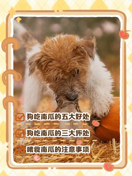 狗狗吃南瓜好吗_狗狗吃南瓜好吗怎么吃