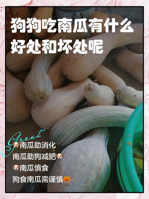 狗狗吃南瓜好吗_狗狗吃南瓜好吗怎么吃-第4张图片-后鲨宠物