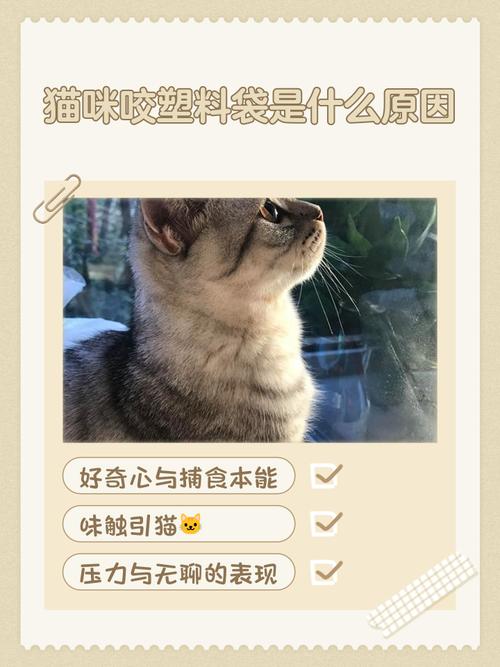 猫咪为什么喜欢舔塑料袋，猫咪为什么总爱舔塑料袋？-第4张图片-后鲨宠物