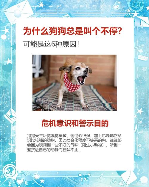 狗狗不叫是什么原因,狗狗不叫正常吗-第3张图片-后鲨宠物 狗狗不叫是什么原因,狗狗不叫正常吗-第3张图片-后鲨宠物