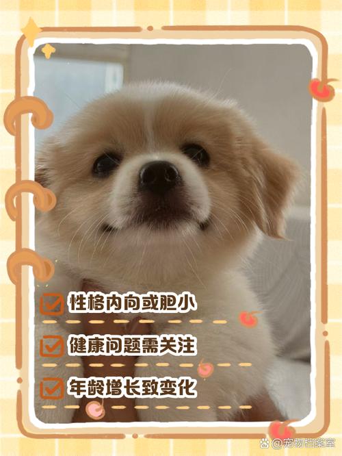 狗狗不叫是什么原因,狗狗不叫正常吗-第5张图片-后鲨宠物 狗狗不叫是什么原因,狗狗不叫正常吗-第5张图片-后鲨宠物