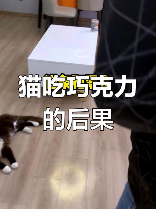猫猫可以吃巧克力吗_猫可以吃巧克力味的东西吗-第2张图片-后鲨宠物 猫猫可以吃巧克力吗_猫可以吃巧克力味的东西吗-第2张图片-后鲨宠物