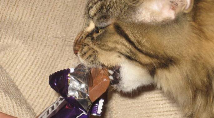 猫猫可以吃巧克力吗_猫可以吃巧克力味的东西吗-第5张图片-后鲨宠物 猫猫可以吃巧克力吗_猫可以吃巧克力味的东西吗-第5张图片-后鲨宠物