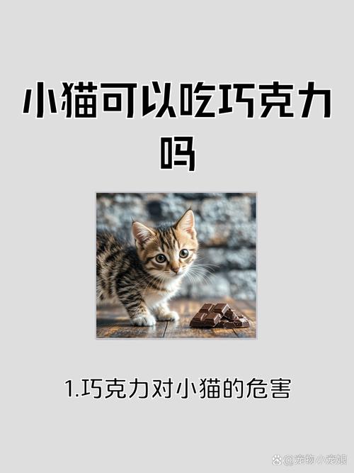 猫猫可以吃巧克力吗_猫可以吃巧克力味的东西吗-第6张图片-后鲨宠物 猫猫可以吃巧克力吗_猫可以吃巧克力味的东西吗-第6张图片-后鲨宠物