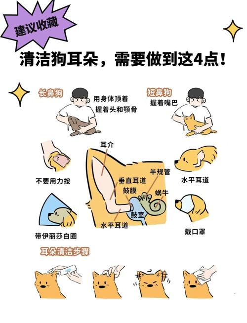 怎么给狗狗清理耳朵，平时怎么给狗狗清理耳朵？
