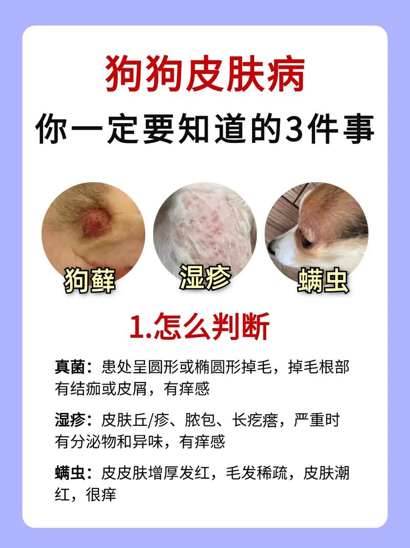狗狗身上皮肤病怎么治_狗狗身上皮肤病怎么治疗-第2张图片-后鲨宠物