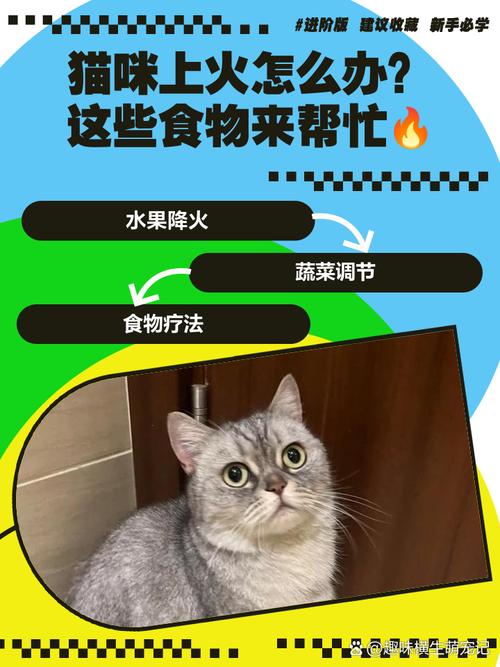猫咪吃什么降火,猫咪吃啥降火?-第4张图片-后鲨宠物 猫咪吃什么降火,猫咪吃啥降火?-第4张图片-后鲨宠物