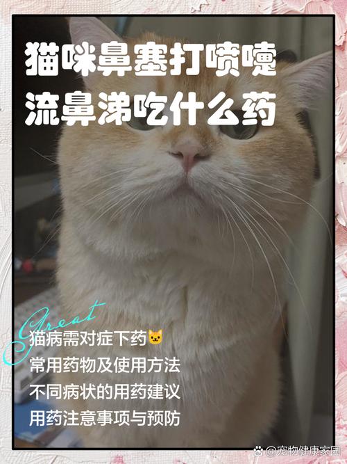 猫咪睡觉呼吸声像鼻塞,猫咪睡觉呼吸声像鼻塞过一会就没了?-第4张图片-后鲨宠物 猫咪睡觉呼吸声像鼻塞,猫咪睡觉呼吸声像鼻塞过一会就没了?-第4张图片-后鲨宠物