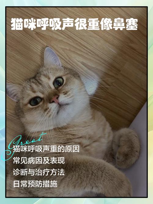 猫咪睡觉呼吸声像鼻塞,猫咪睡觉呼吸声像鼻塞过一会就没了?-第5张图片-后鲨宠物 猫咪睡觉呼吸声像鼻塞,猫咪睡觉呼吸声像鼻塞过一会就没了?-第5张图片-后鲨宠物
