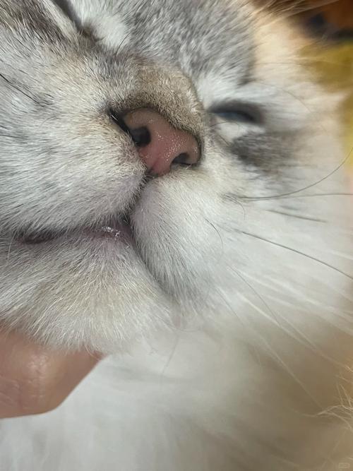 猫咪睡觉呼吸声像鼻塞,猫咪睡觉呼吸声像鼻塞过一会就没了?-第6张图片-后鲨宠物 猫咪睡觉呼吸声像鼻塞,猫咪睡觉呼吸声像鼻塞过一会就没了?-第6张图片-后鲨宠物