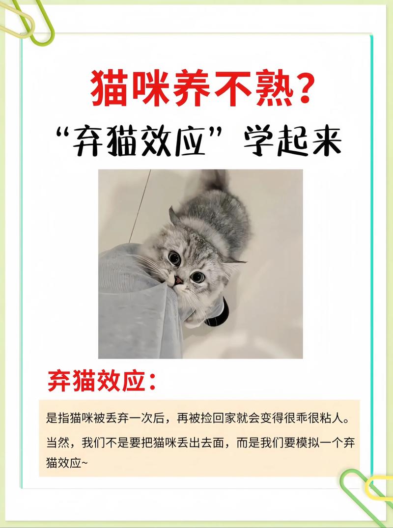 猫咪养不熟怎么办,猫咪养不熟怎么办视频-第2张图片-后鲨宠物 猫咪养不熟怎么办,猫咪养不熟怎么办视频-第2张图片-后鲨宠物