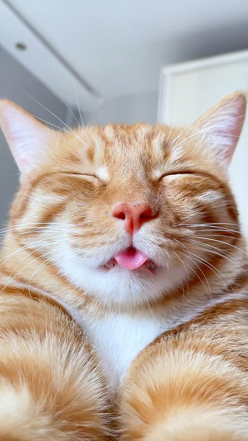 猫咪吐舌头什么意思,猫咪吐舌头怎么办-第2张图片-后鲨宠物 猫咪吐舌头什么意思,猫咪吐舌头怎么办-第2张图片-后鲨宠物