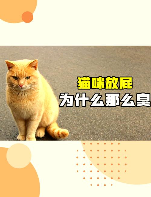 猫咪老放屁是怎么回事,猫老是放屁正常吗-第6张图片-后鲨宠物 猫咪老放屁是怎么回事,猫老是放屁正常吗-第6张图片-后鲨宠物