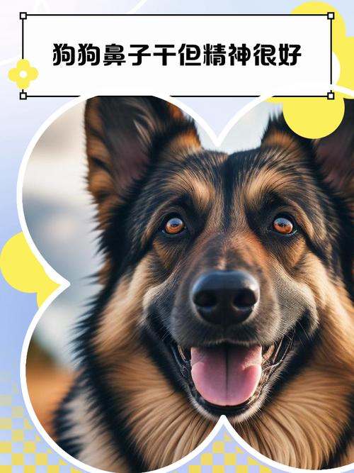 狗狗鼻子干是怎么回事_小狗状态好但是鼻子干-第2张图片-后鲨宠物