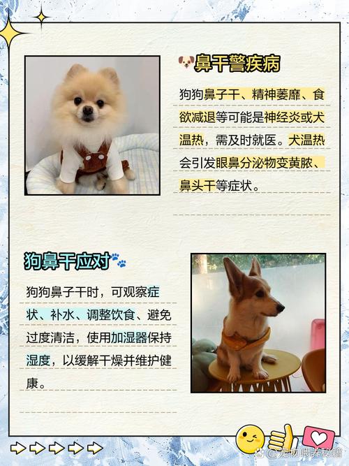 狗狗鼻子干是怎么回事_小狗状态好但是鼻子干-第4张图片-后鲨宠物