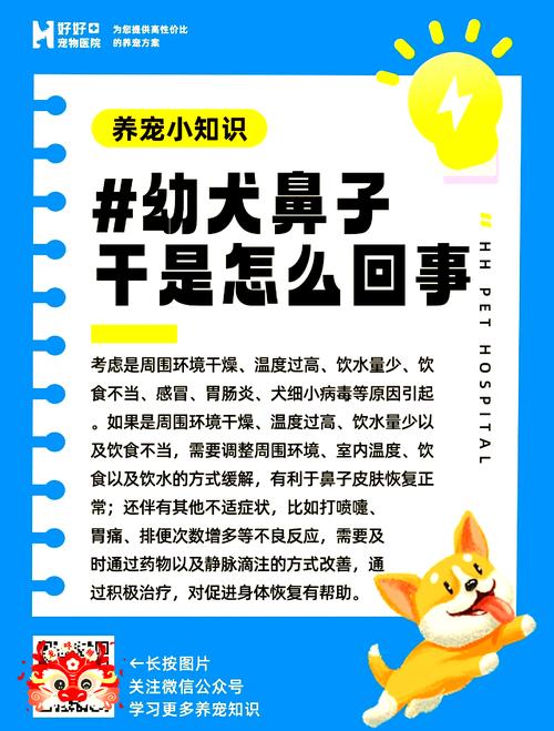 狗狗鼻子干是怎么回事_小狗状态好但是鼻子干-第5张图片-后鲨宠物